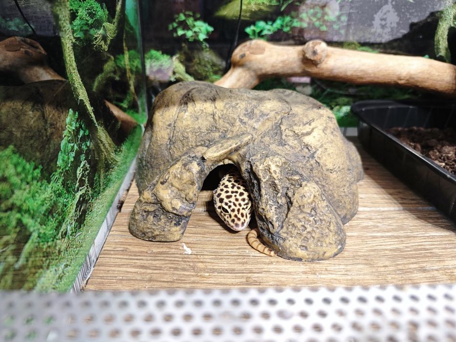 Леопардов гекон момче