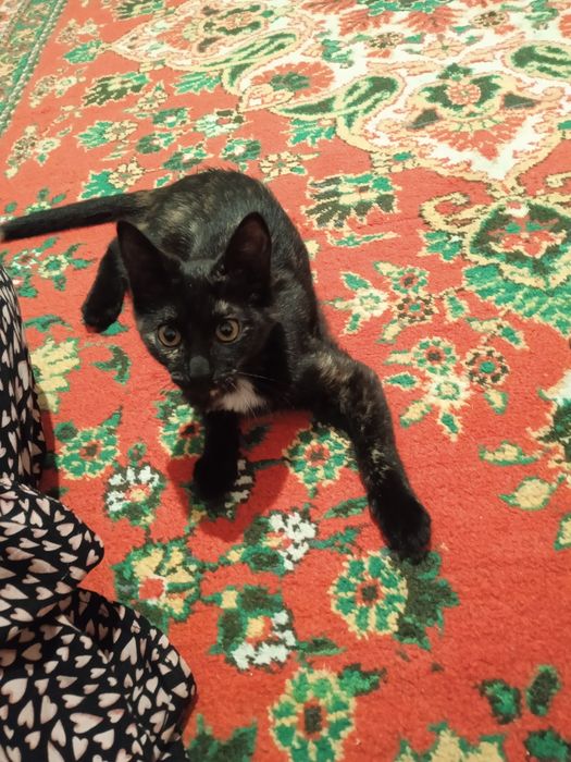 Кошка имя "Бонжук"