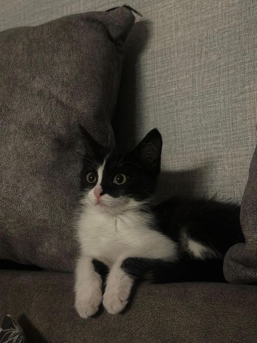 отдаем котенка в хорошие руки