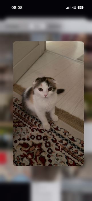 отдам в хорошие в руки