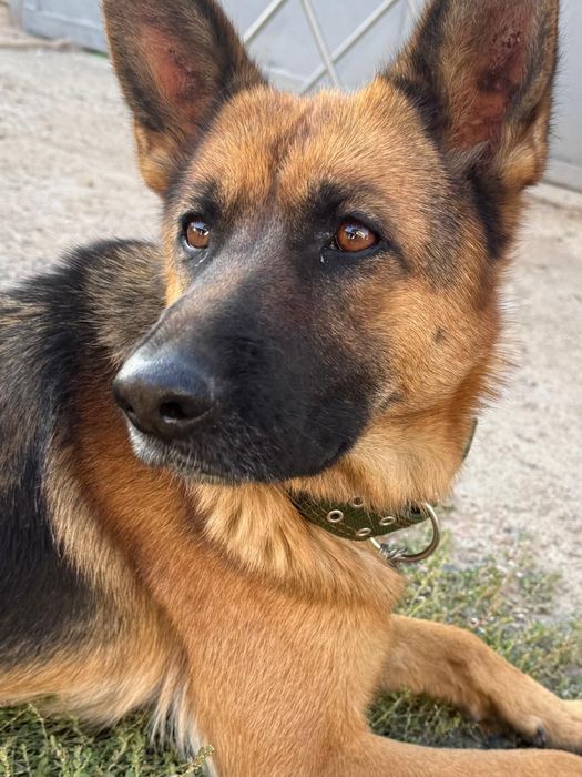 Немецкая овчарка 1.5годика