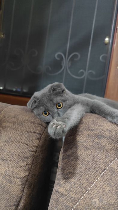 Срочно продается Самка Скотиш девочка