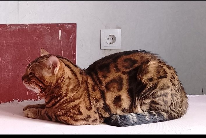 Кот бенгал для вязки