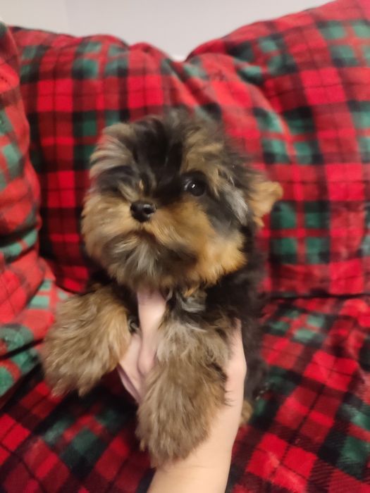 Yorkshire negru cu maro