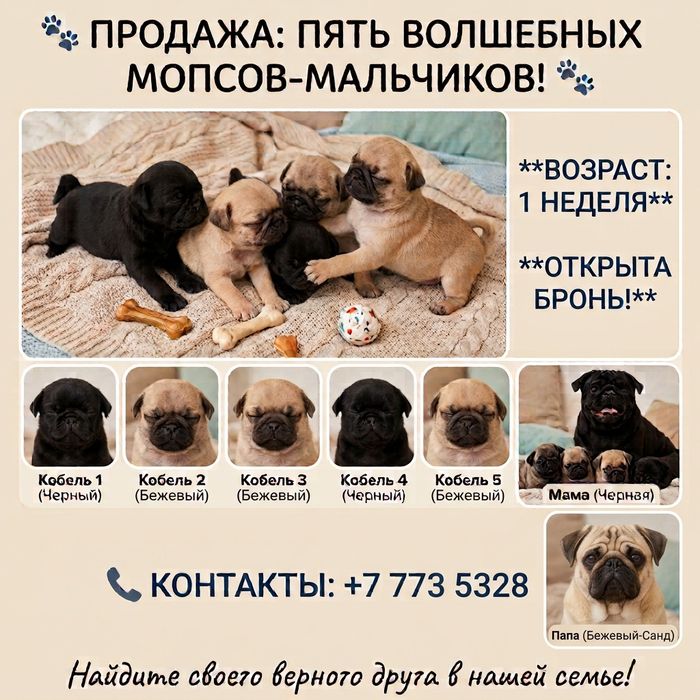 Щенята породы мопс