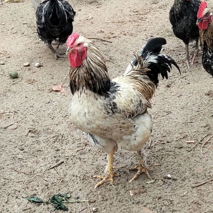 Қораздар сатылады