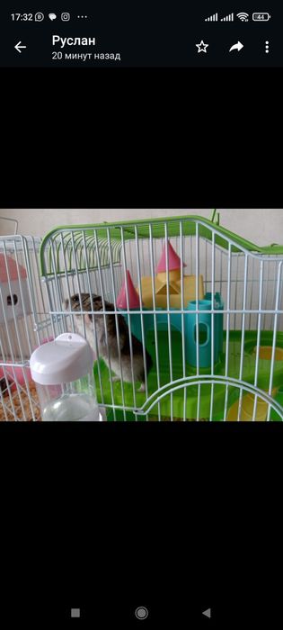 милые Джунгарики