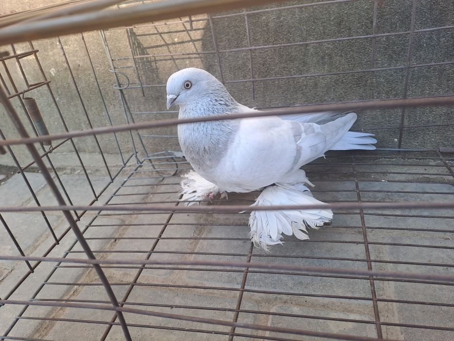 Голубь пппельный