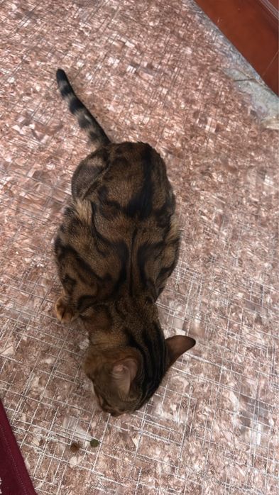 Отдам бенгальского кота
