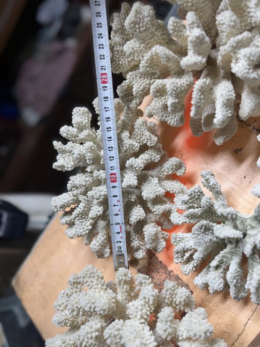 Кораллы морские для аквариума