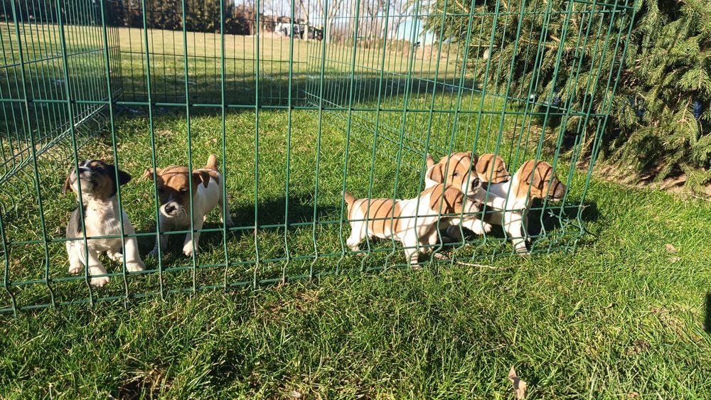 Джак ръсел териер