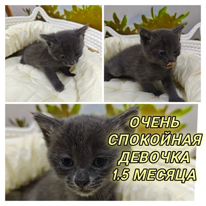 Отдаю котят даром