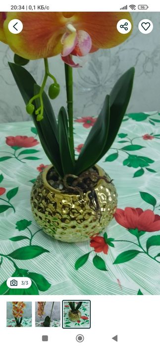 Орхидея прекрасная