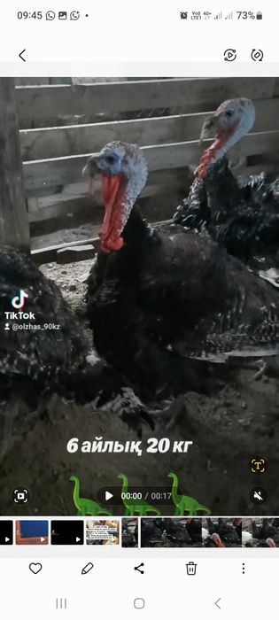 Индук ундік Индюк