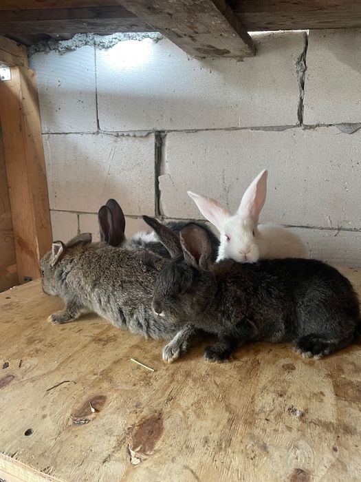 Iepurași metis de fluture