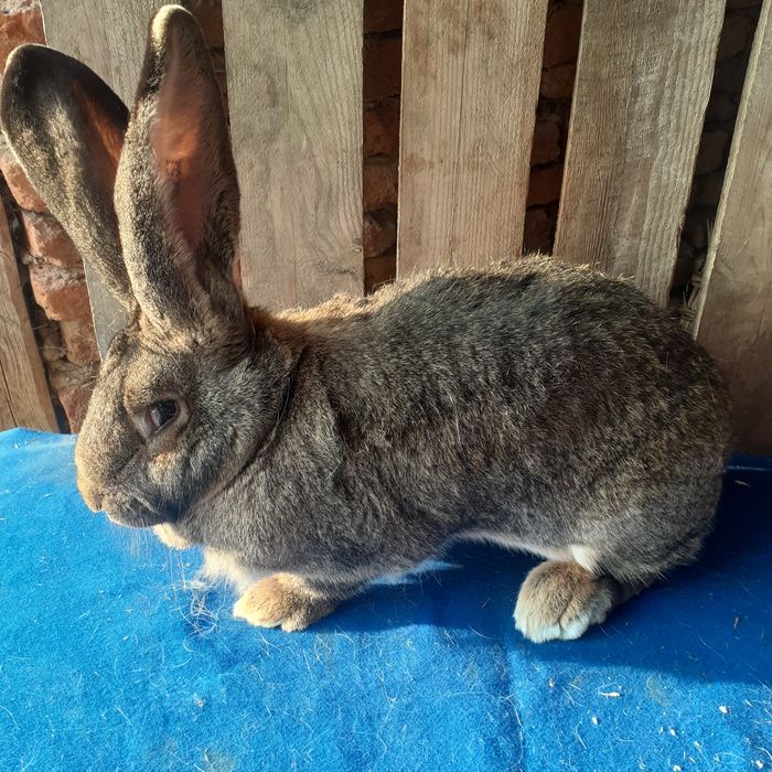 Disponibile iepuri.          Uriaș german.