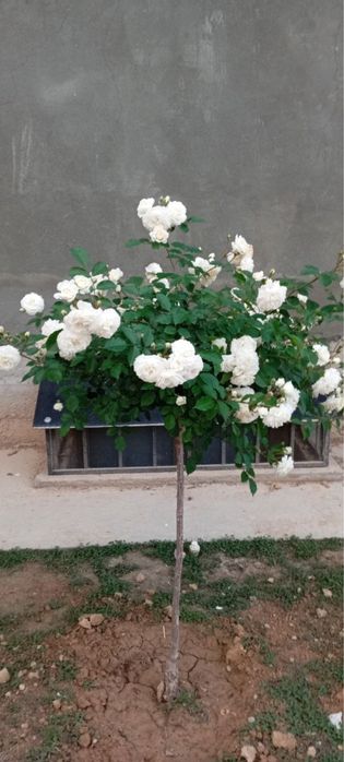 Shtamp Gul. Manzalari Gul