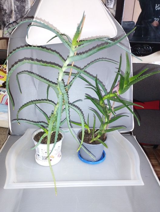 Алое    Arborescens, Barbadensis
