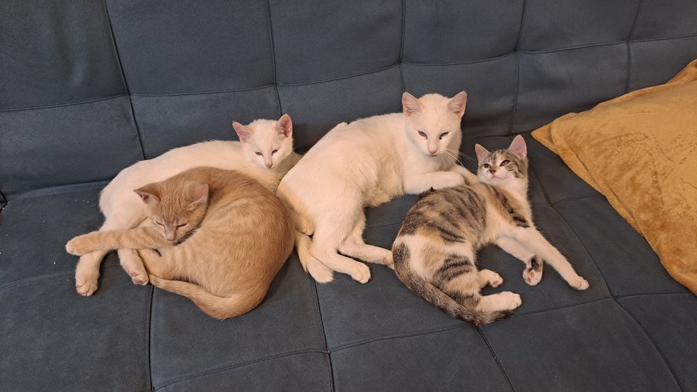 Pisicuțe tinere spre adopție