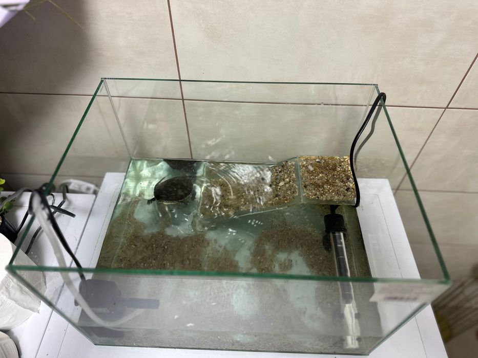 Vand Broască țestoasă  adult ( 3 luni )