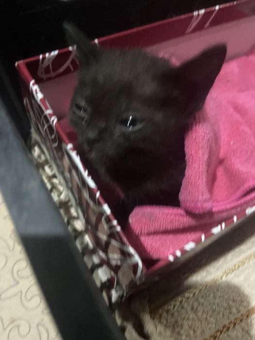 Котенок 1,5 мец