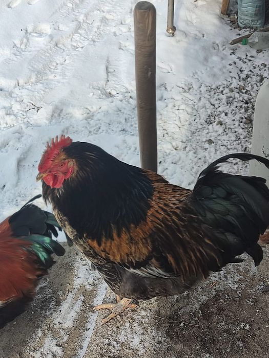 Қораз,Петух 8 айлық