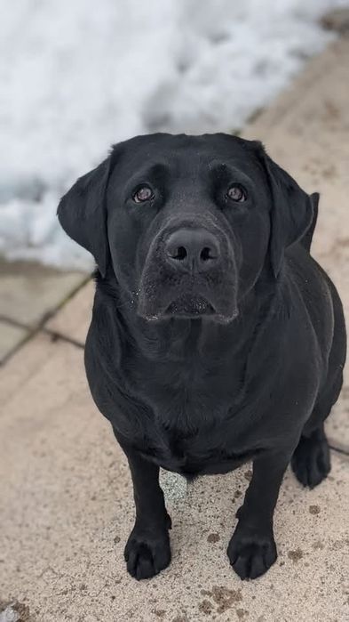 продам щенков лабрадора