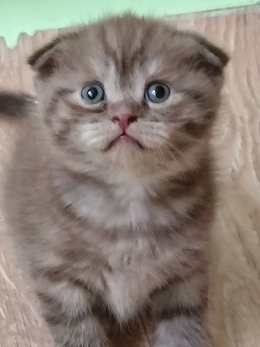 Котик породы Скоттиш фолд