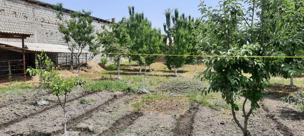 Барданкулда 10 сот. ер сотилади Срочно!