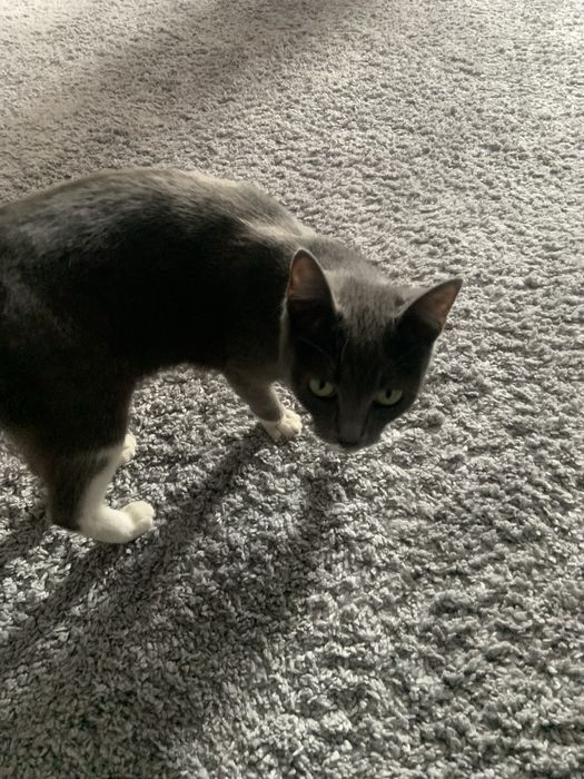 кошка Луна ищет дом