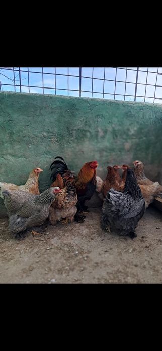 Oua gaini rasa brahma + gaini alte rase.