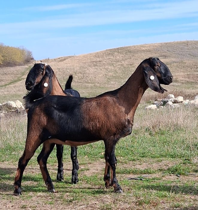 Vând capre Anglo Nubiene cu certificat de origine