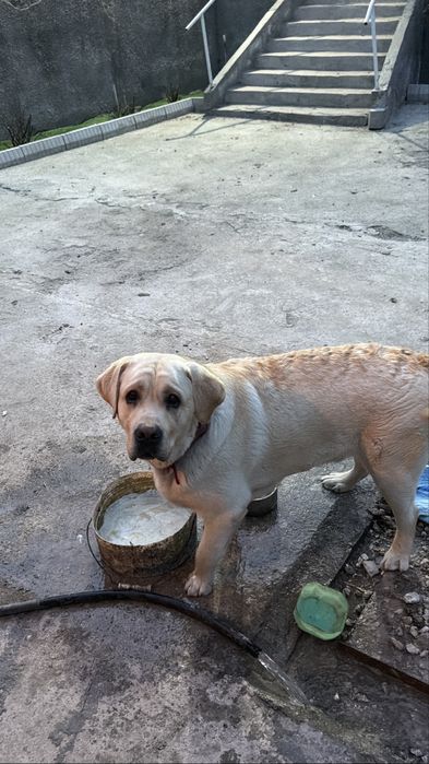 Лабрадор ретривер вязка