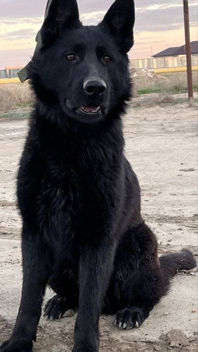 Овчарка 6/7 месяца уатсап жазңдар…