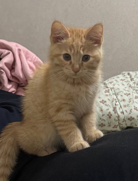 Котенок сеамский