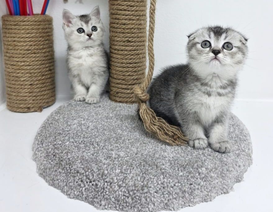 Котята ШотЛанДскиЕ КошЕчки