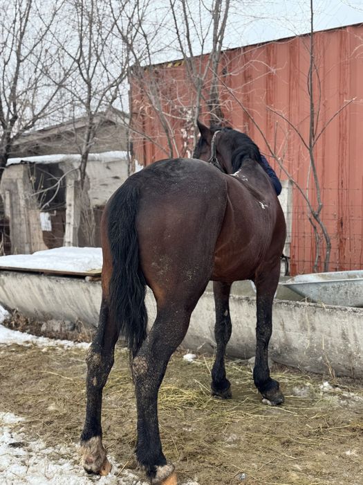 Ат,айғыр,лошадь,жылқы