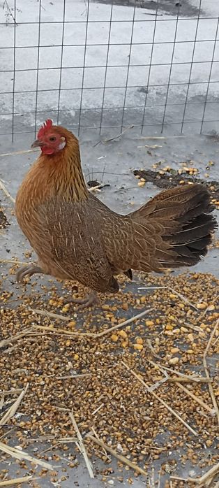 Курочки  феникс  8.000 пара курочек