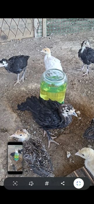 Индюк балапандар