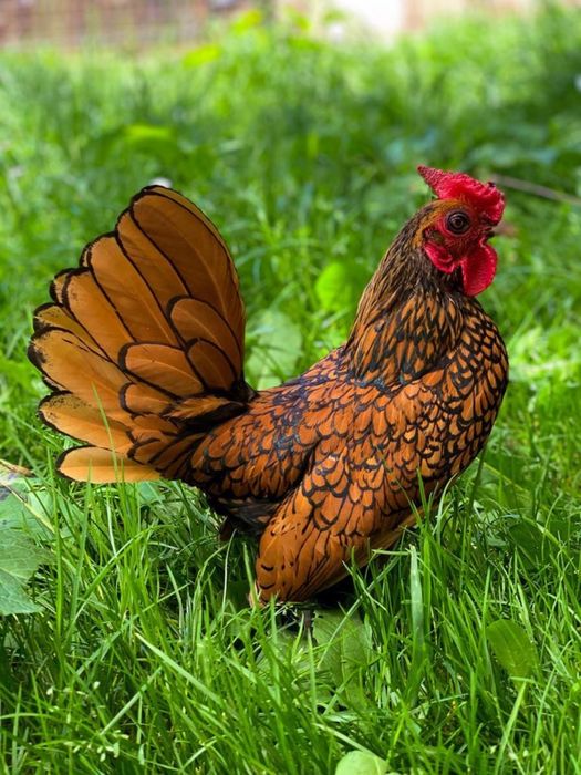 Sebright auriu de vanzare