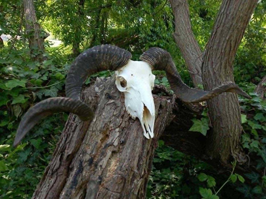 trofeu-trofee-craniu-coarne de berbec urias