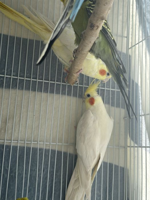 Кареллы пара.