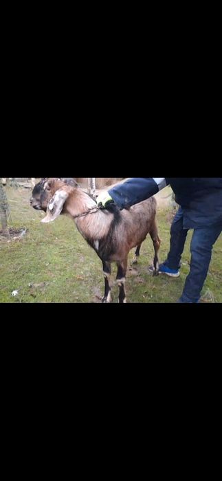 Vând țap ANGLO Nubian cu Pedigree