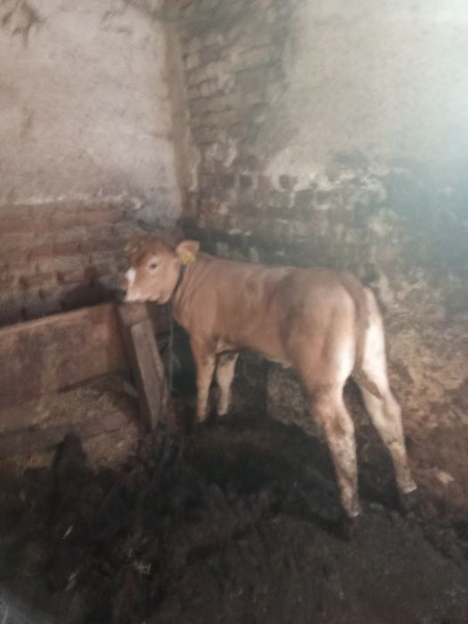 Vind vițea Angus foarte frumoasa