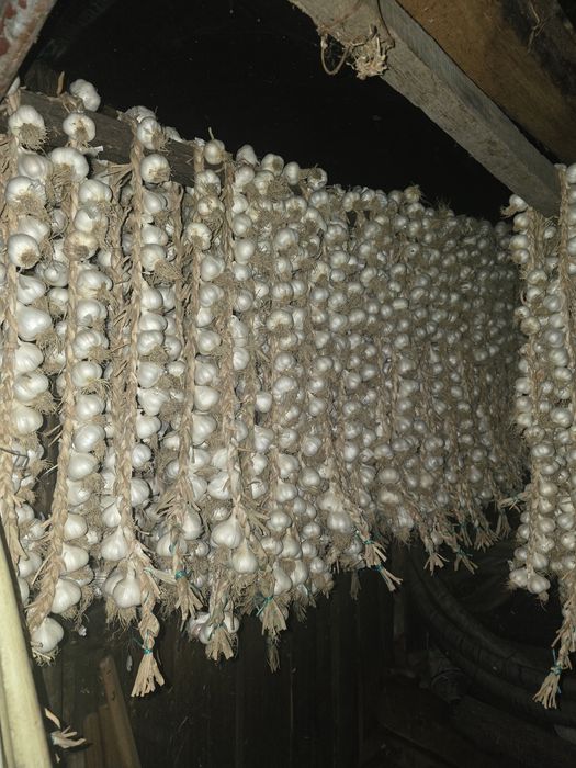 Vand usturoi romanesc