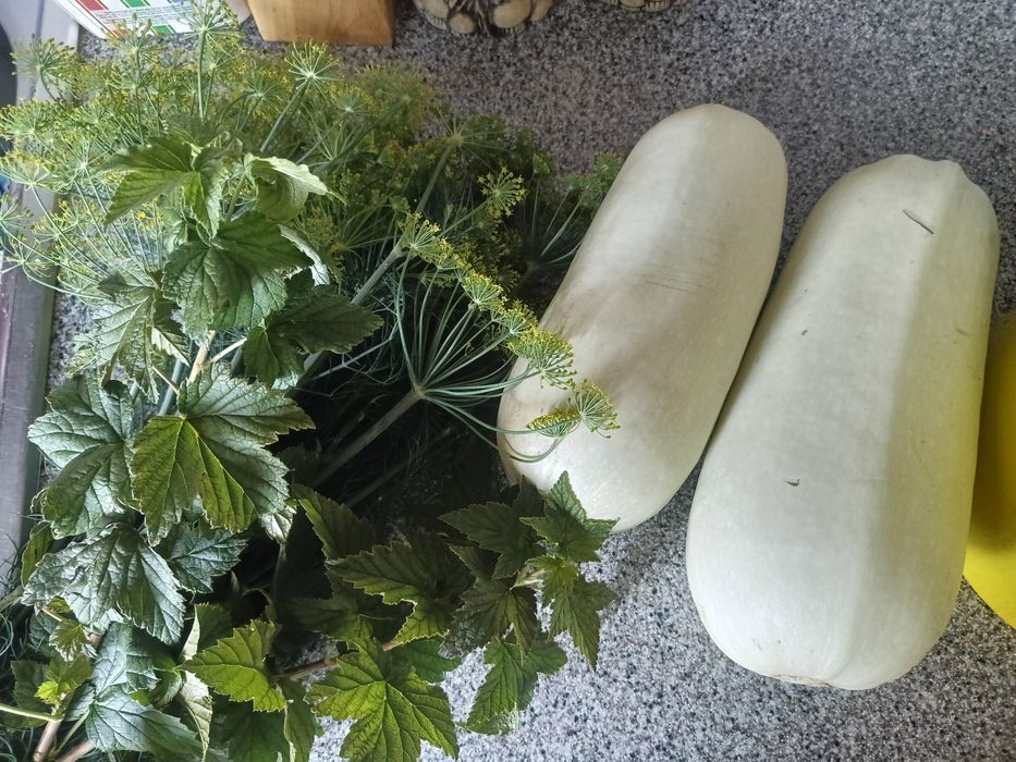 Продам огурцы домашние
