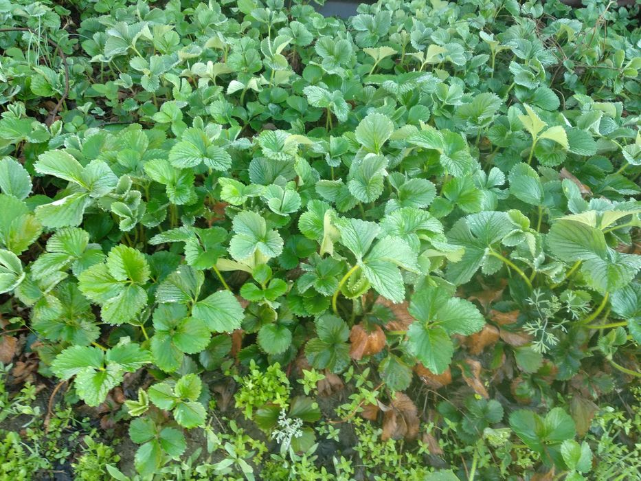 Саженцы клубники