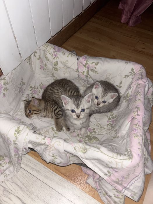 Продаются котята