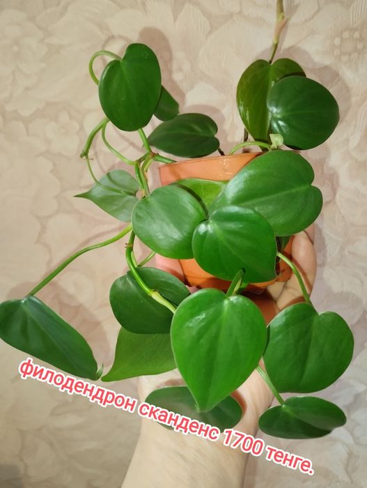 Продам комнатные цветы