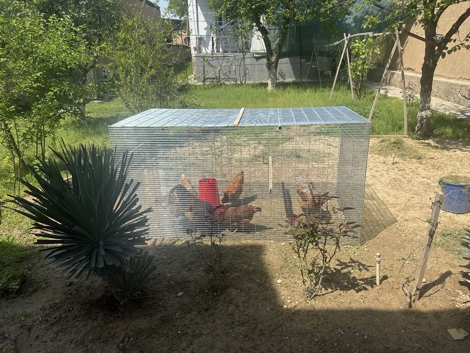 Tovuq va qush uchun qafas